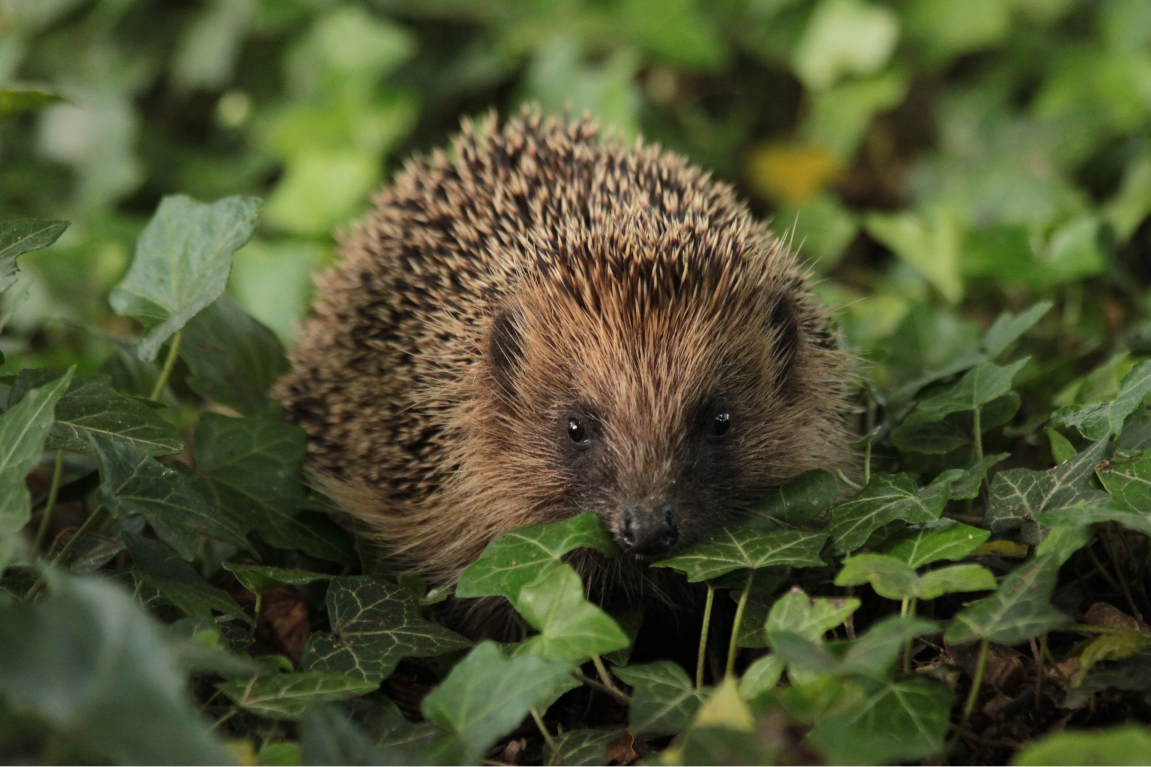 A British hedgehog in undergrowth