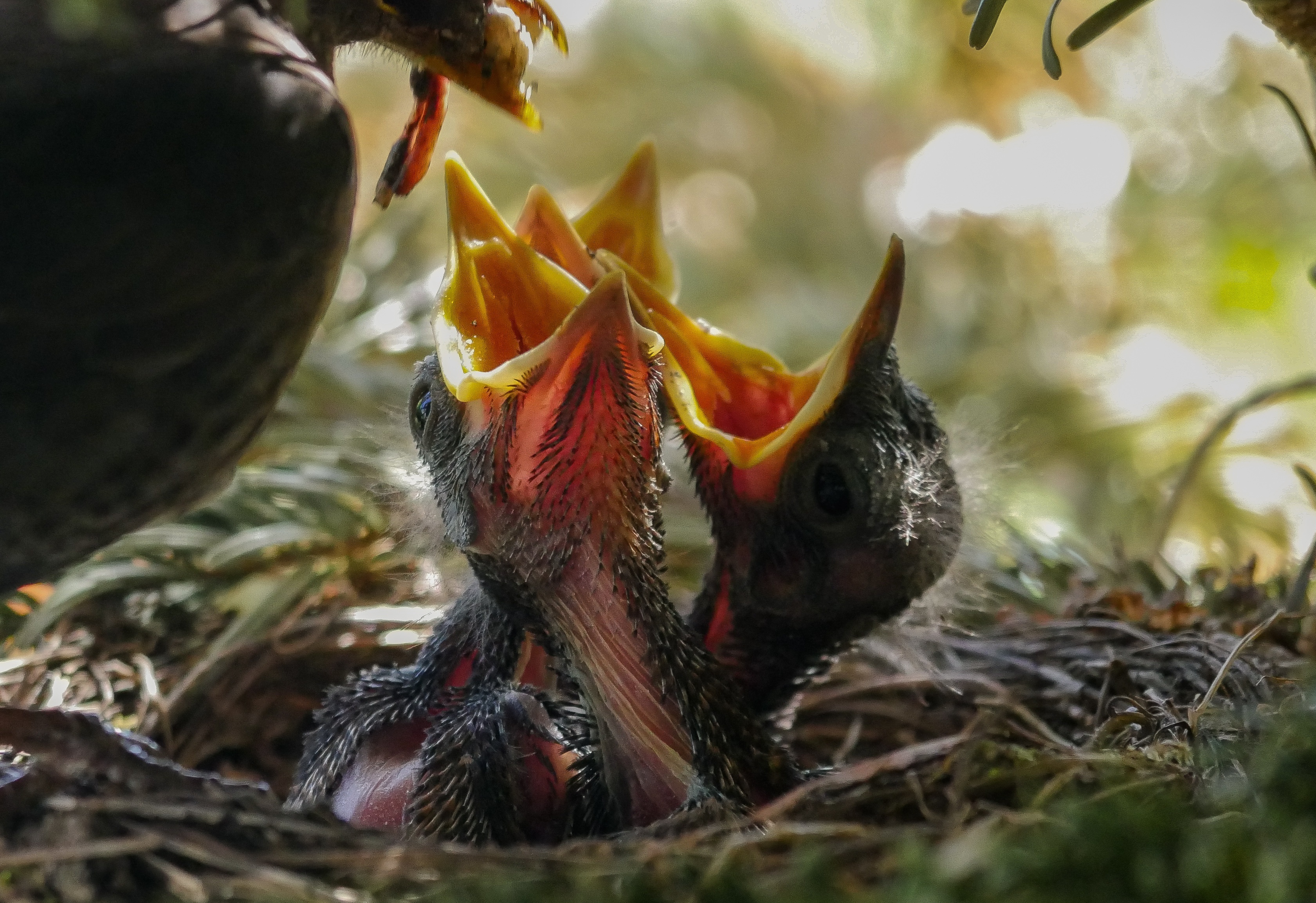 baby birds in a nest being fed by another bird