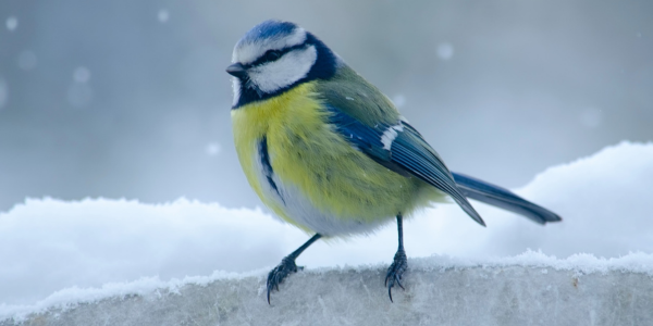 A blue tit in the snow