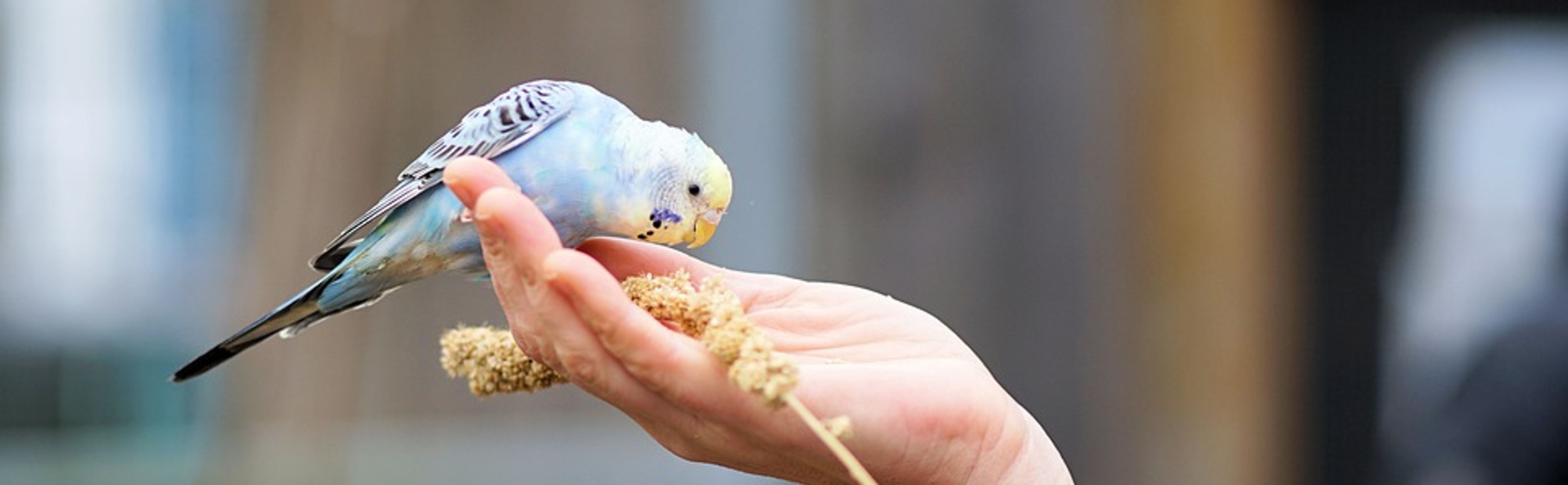 A blue budgerigar eating millet from a hand