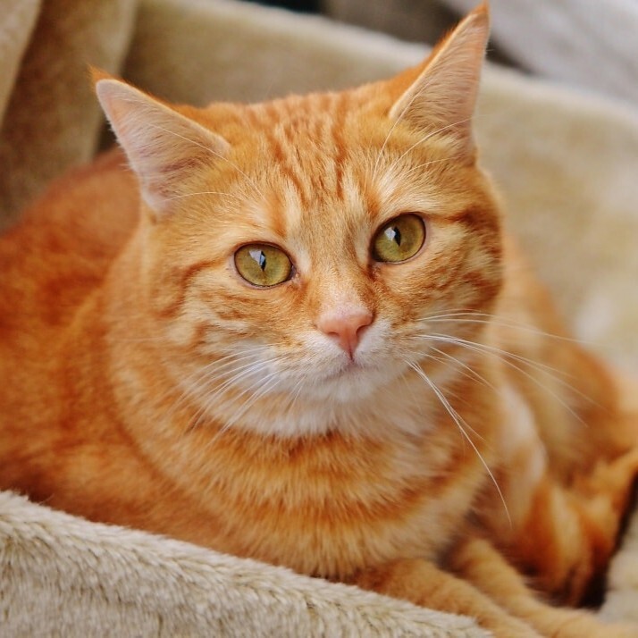 Ginger cat on bed