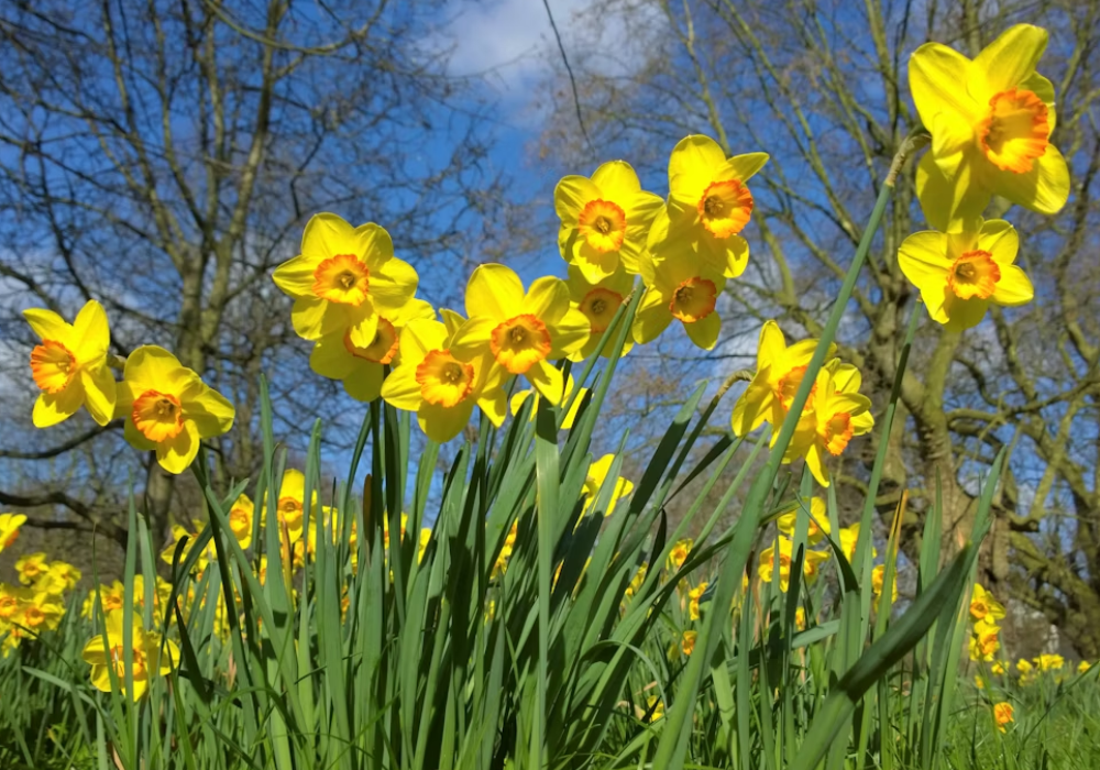A garden of daffodils with blue sky and trees behind