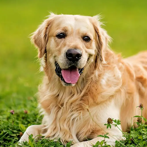 Golden Retriever sat smiling