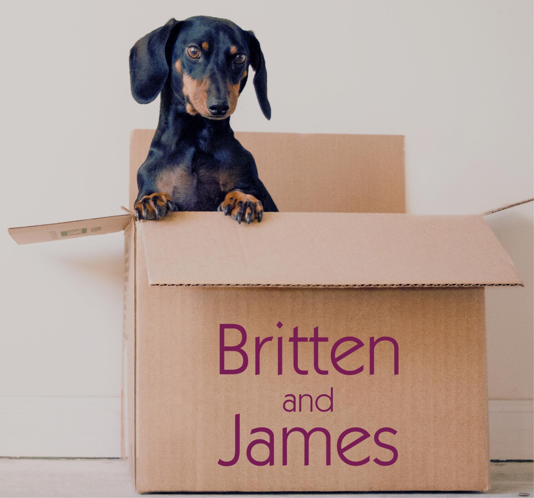 A photograph of a black and brown daschund with little brown eyebrows, in a large cardboard box with 'Britten and James' written on it, and a light brown background