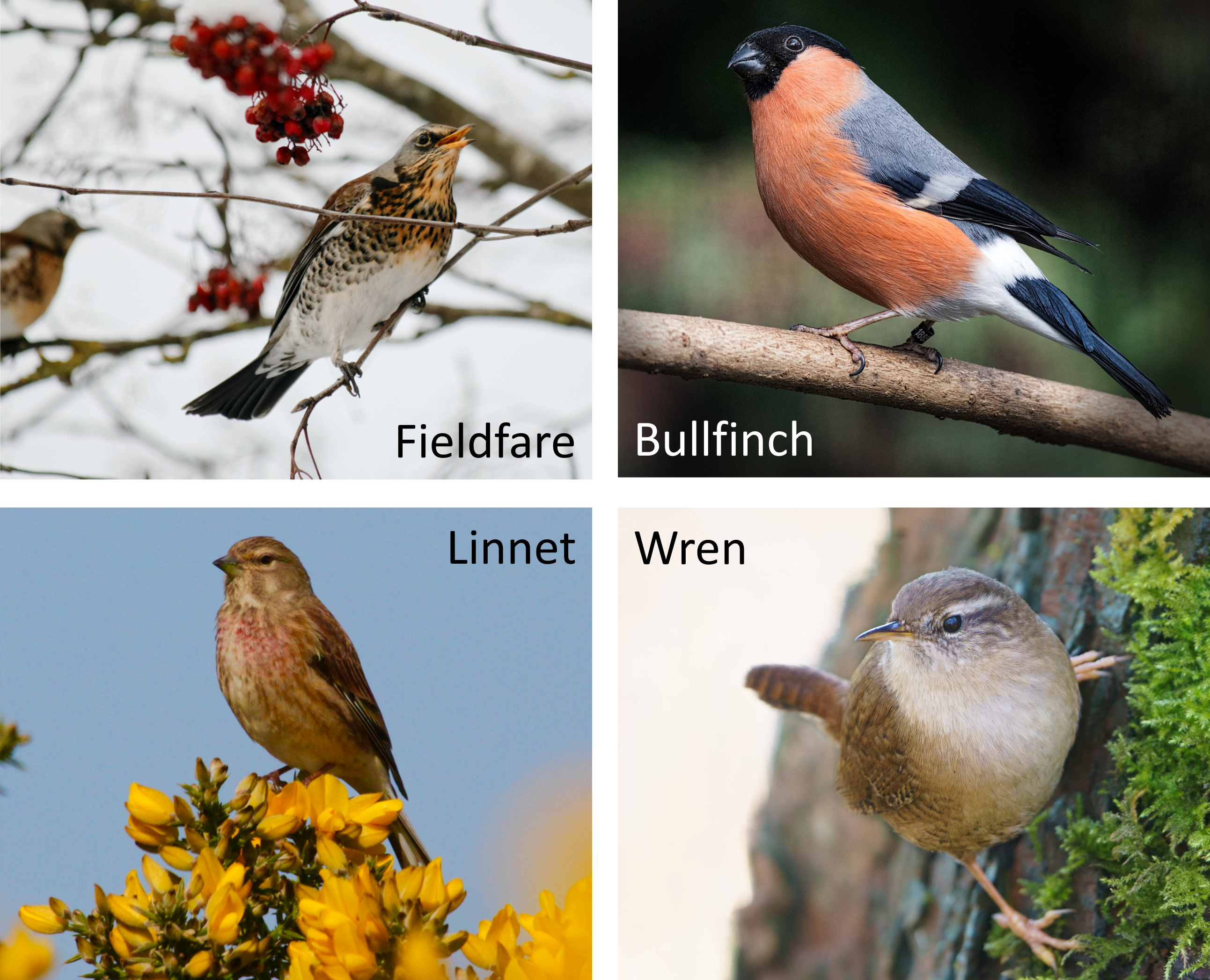 4 endangered British birds, the fieldfare, the bullfinch, the linnet and the wren