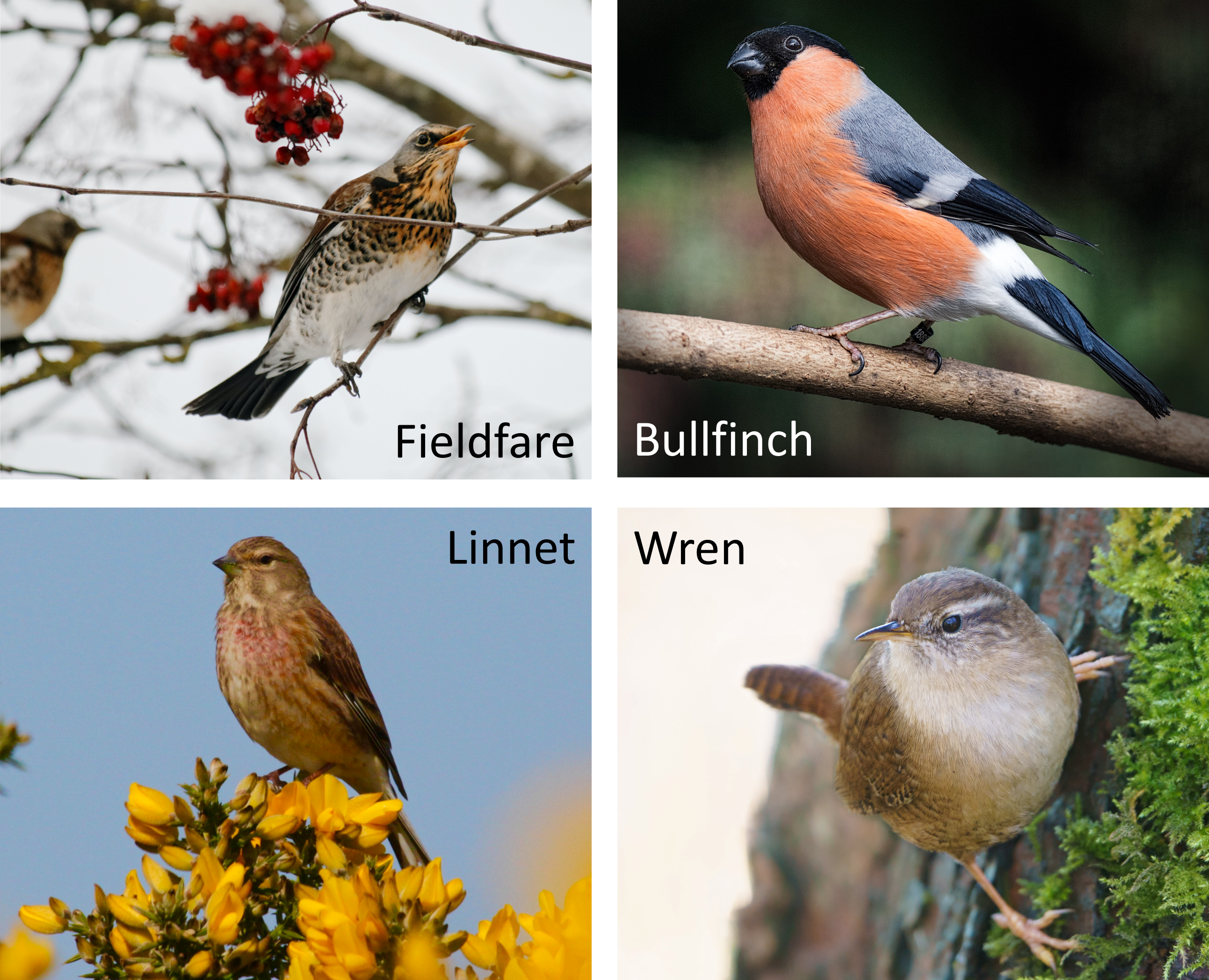 4 endangered British birds, the fieldfare, the bullfinch, the linnet and the wren