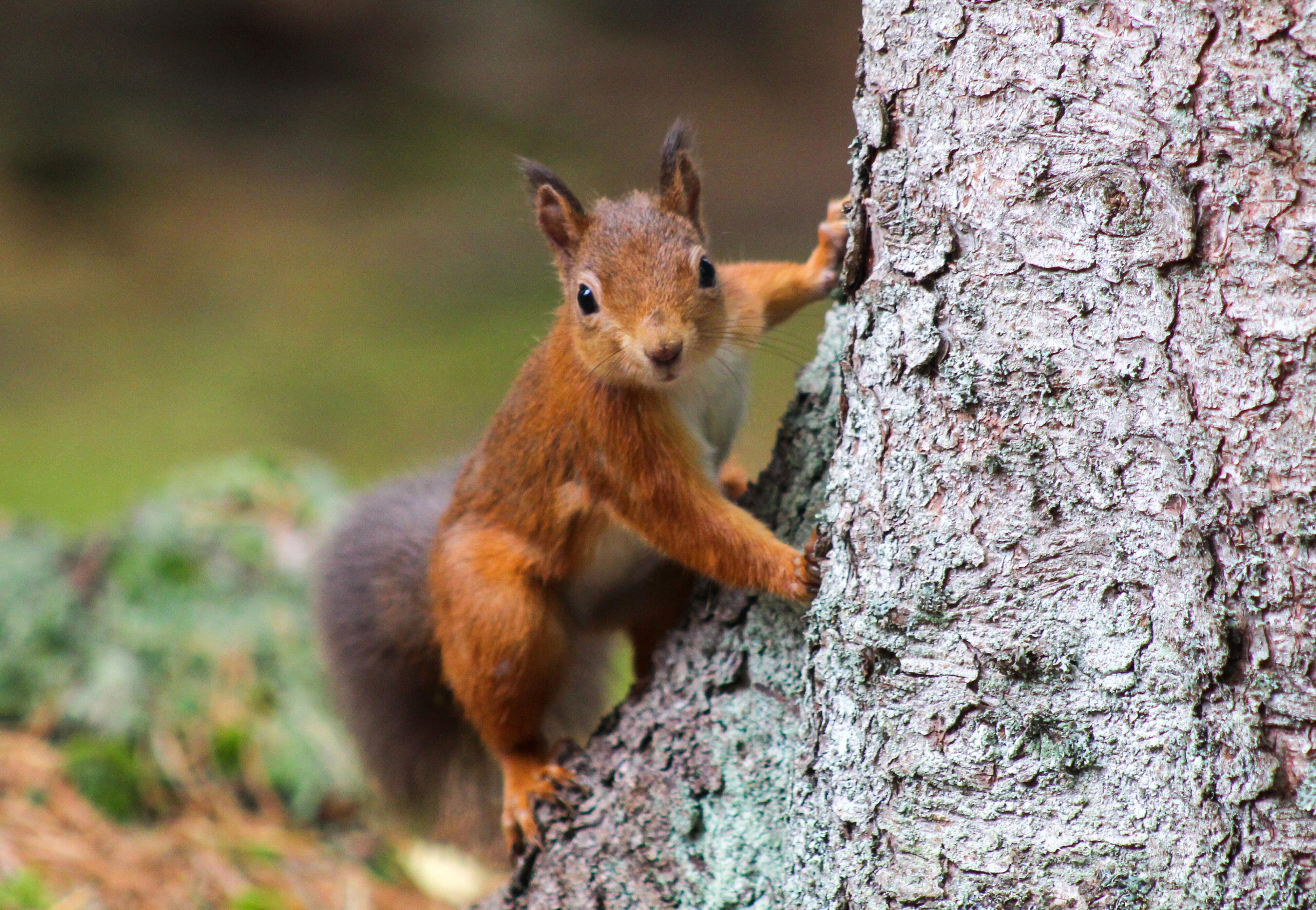 A red squrrel on a tree trunk