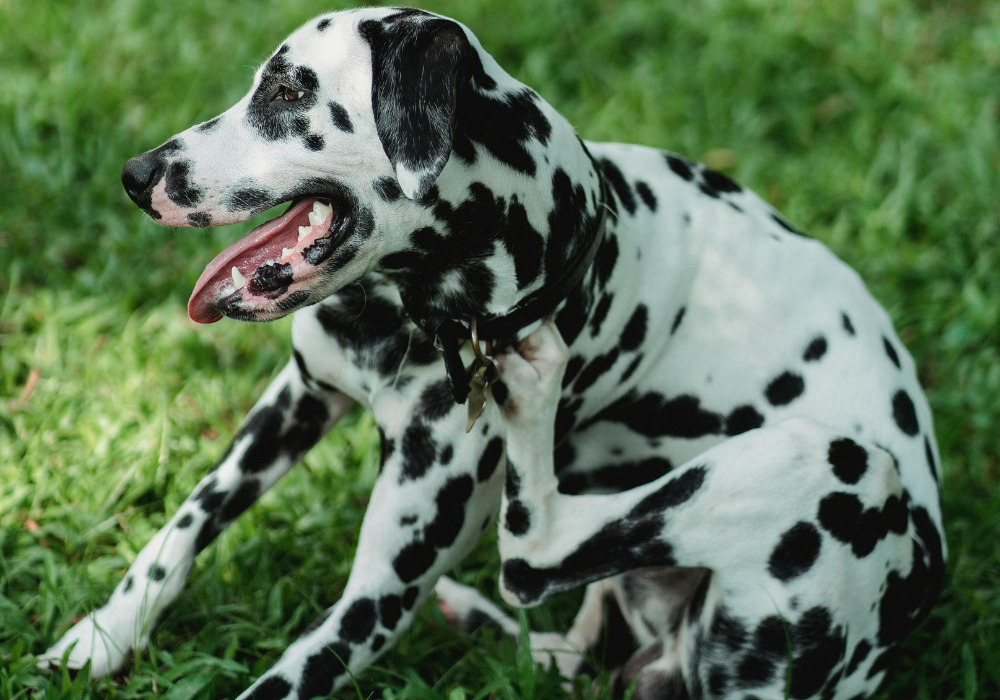 A white and black spotty dalmation dog scratching itself with grass in the background