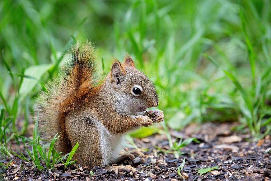A baby squirrel eating