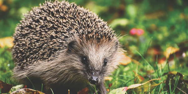 A hedgehog among grass and leaves